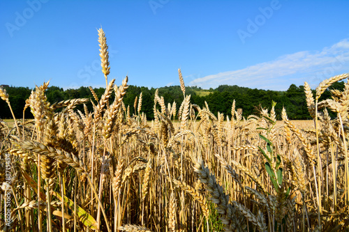 Harvest