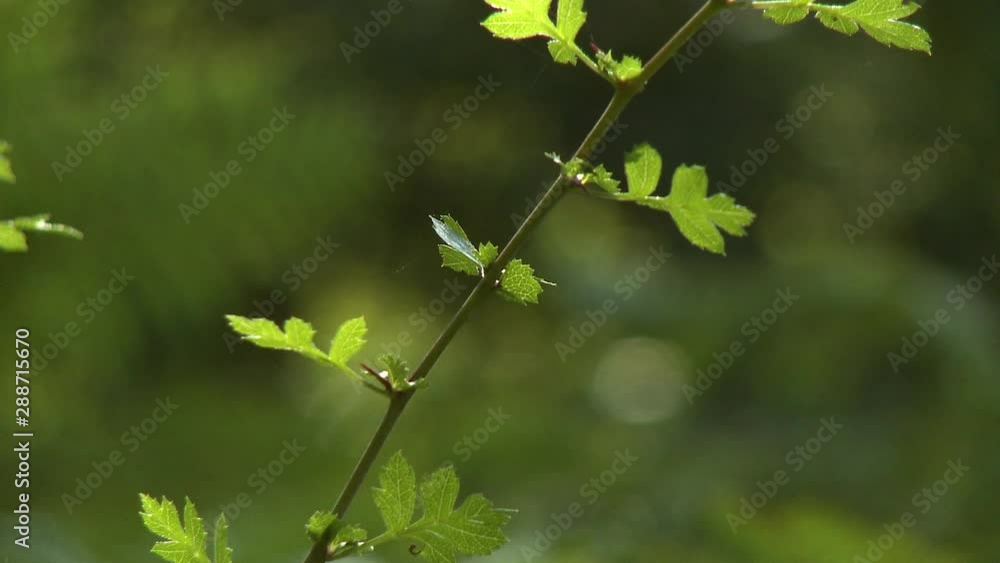 Steady, medium wide shot of ostrich fern, then rack focus to an extreme close up of a single, small branch. Steady, medium wide shot of ostrich fern, then rack focus to an extreme close up of a single, small branch.