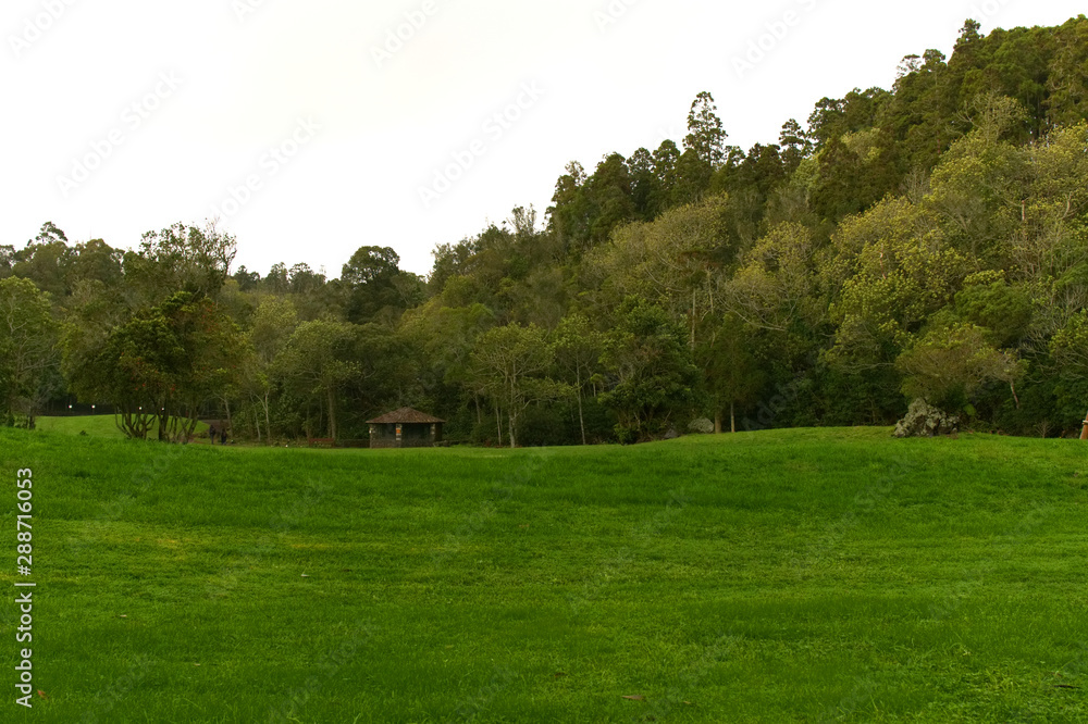 Forest - Azores