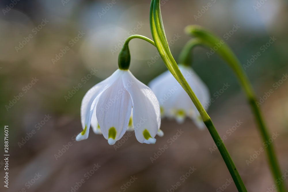 Obraz premium Close up image of fresh white and yellow spring snowflake flowers, Leucojum vernum, growing in a garden,
