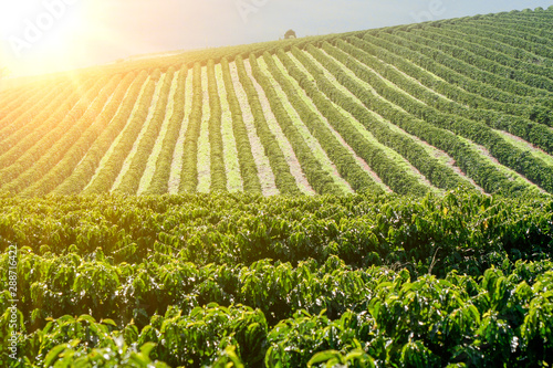 Quadro em tela Farm coffee plantation in Brazil
