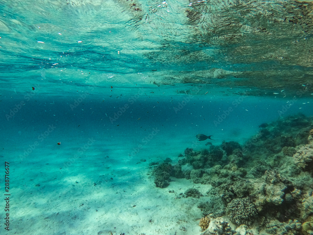 Obraz premium Underwater background and free space for your decoration. 