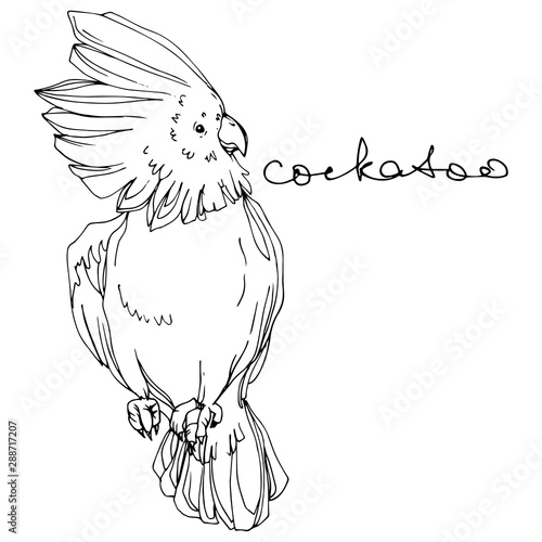 Vector Sky bird cockatoo in a wildlife. Black and white engraved ink art. Isolated parrot illustration element.