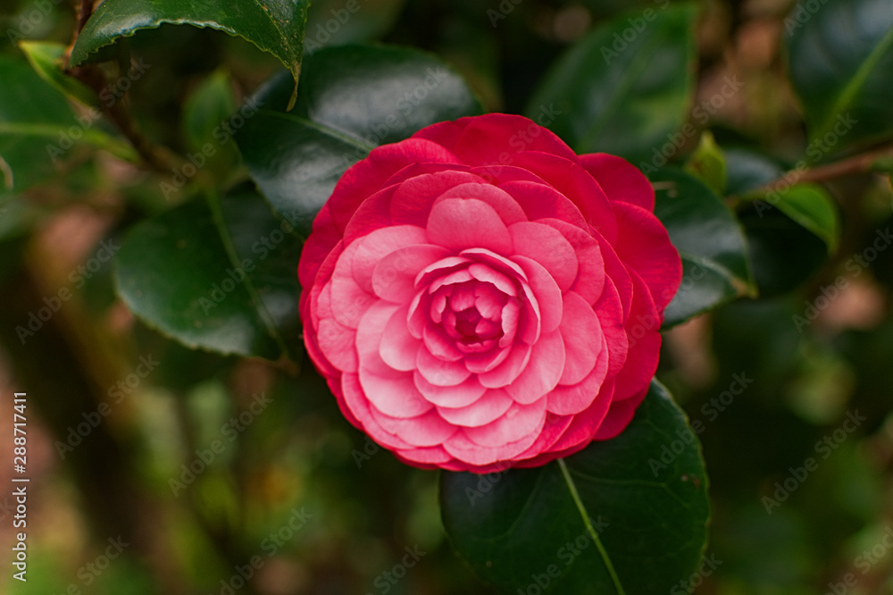 Camellia in the forest - Azores Camellia in the forest - Azores