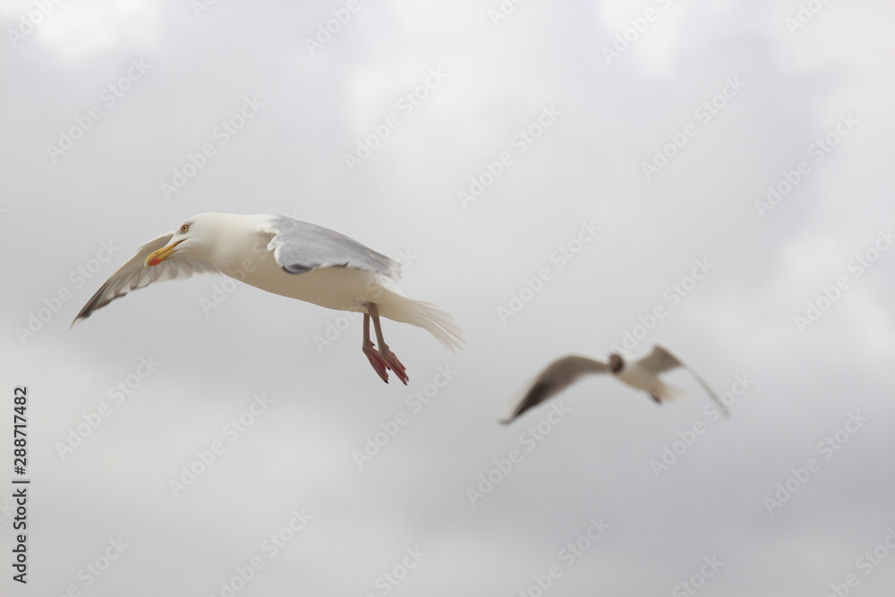 Obraz premium Seagull