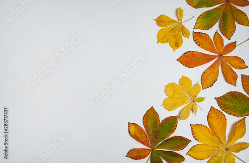 Autumn composition. The border is made of colorful chestnut leaves on a gray background.