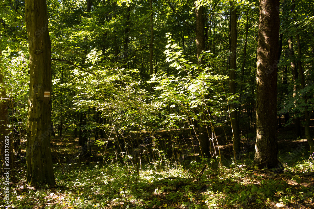 Fototapeta premium Summer in the forest, Slovakia