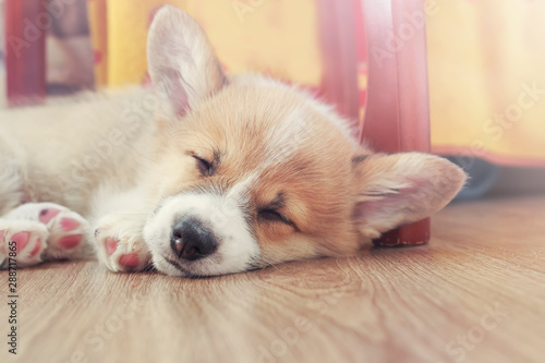 cute little Corgi dog puppy with big ears is lying on the floor and sleeping sweetly