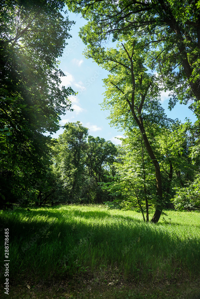 Vertical Landscape with Lush Foliage Vertical Landscape with Lush Foliage
