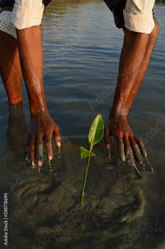 Mangrove tree plant put in water