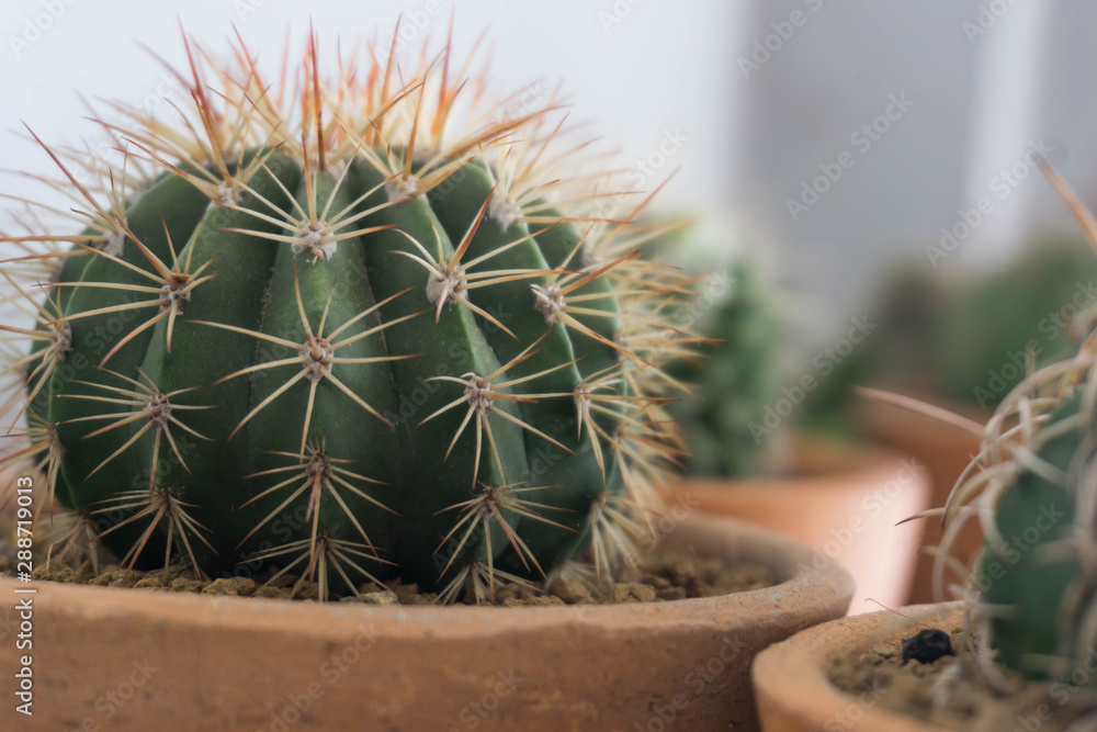 Different cactus plants in flowerpot. Selective focus. Different cactus plants in flowerpot. Selective focus.