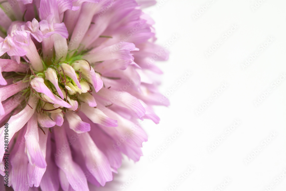 Clover flower pink on white  background macro