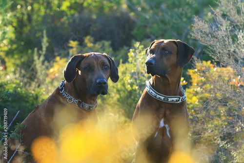 Zwei Rhodesian Ridgeback Hunde in der Blumenwiese