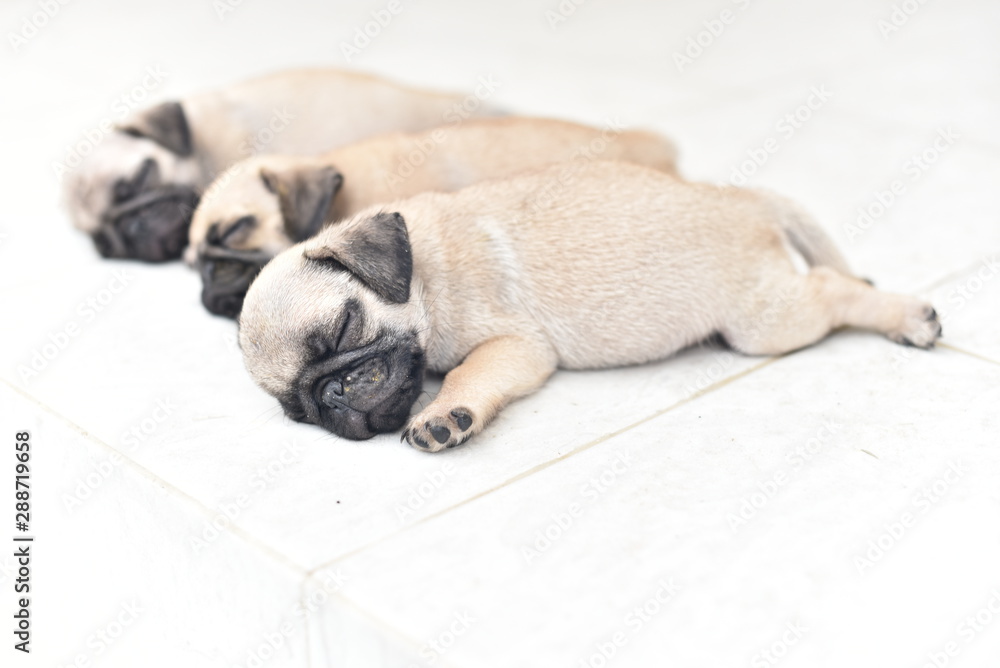 How Much Do Pug Puppies Sleep