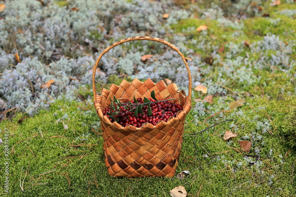 A basket with lingonberry berries stands in a clearing in the forest. Autumn Harvest A basket with lingonberry berries stands in a clearing in the forest. Autumn Harvest