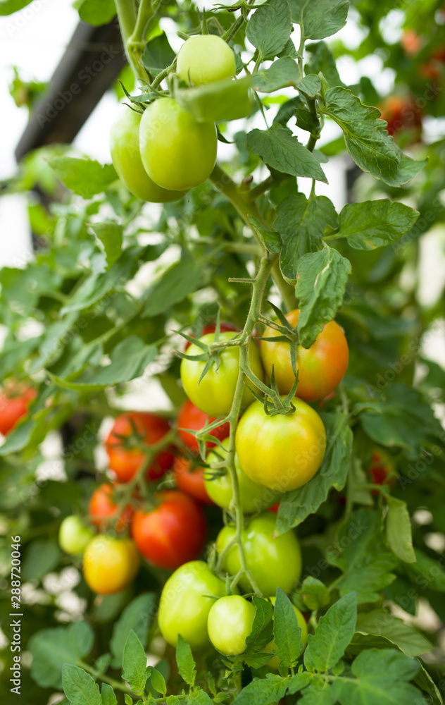 Rows of tomato hydroponic plants in greenhouse Rows of tomato hydroponic plants in greenhouse