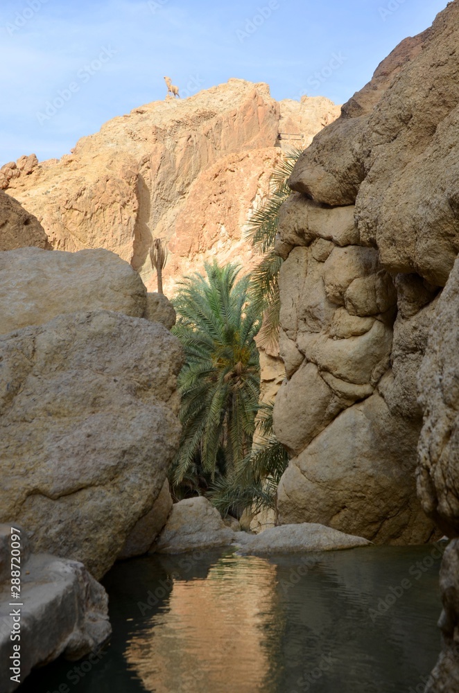 Mountains, rocks, water (lake), grass and date palms in Sahara Desert in As-Sabikah oasis. Mountains, rocks, water (lake), grass and date palms in Sahara Desert in As-Sabikah oasis.