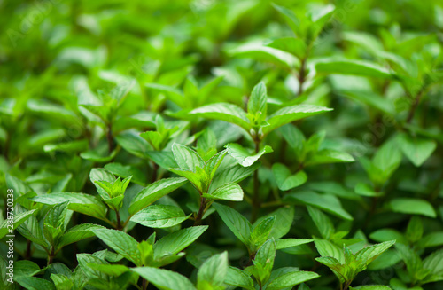 Mint plant grow at the vegetable garden