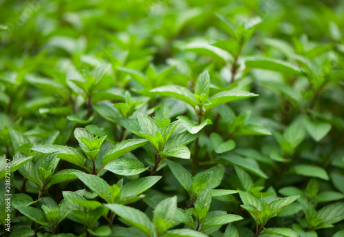 Mint plant grow at the vegetable garden