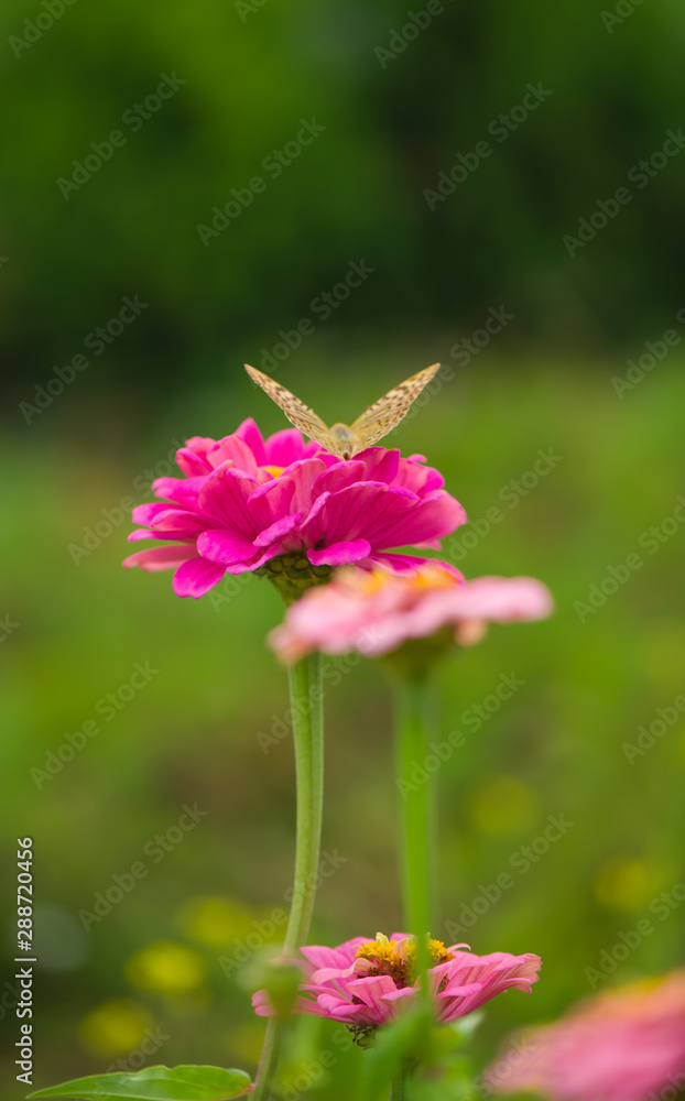 Closed up Butterfly on flower -Blur flower background. Closed up Butterfly on flower -Blur flower background.