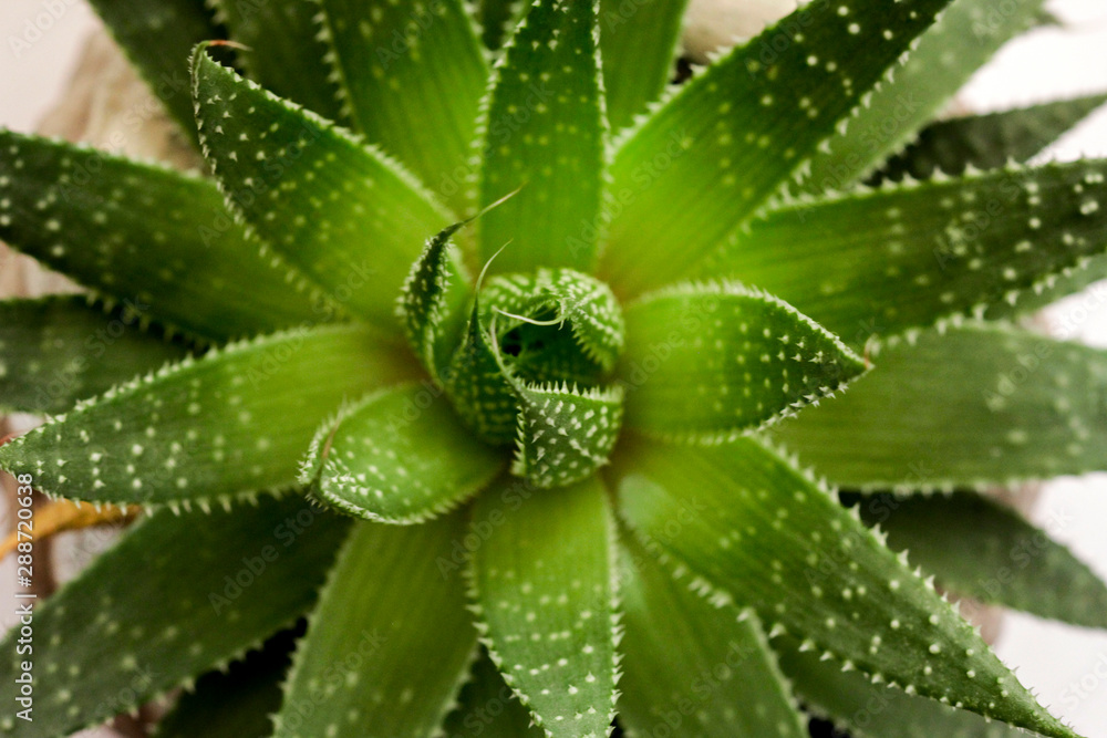 Cactus houseplant planted in ceramic pot top view. Background in white. Cactus houseplant planted in ceramic pot top view. Background in white.