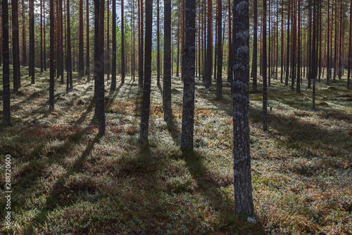 Nordic pine forest in evening light, municipality of Vaala in Kainuu, Finland