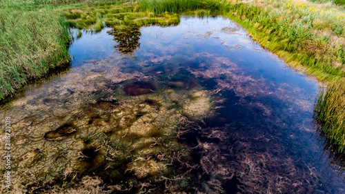 Nebraska wetland and livestock pond with moss and algae.