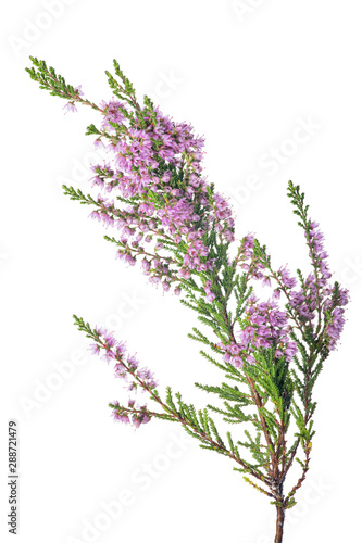 lush pink blossoming heather branch on white