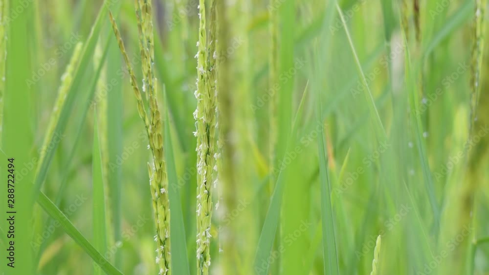 Green rice seeds and pollens in the rice fields for processing into rice milk.Quality rice for health lovers.Organic paddy harvest.Harvesting.Complete plant growth. Green rice seeds and pollens in the rice fields for processing into rice milk.Quality rice for health lovers.Organic paddy harvest.Harvesting.Complete plant growth.