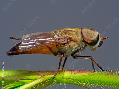 Horsefly, Tabanidae  super Macro and Extreme marco  short © nopporn
