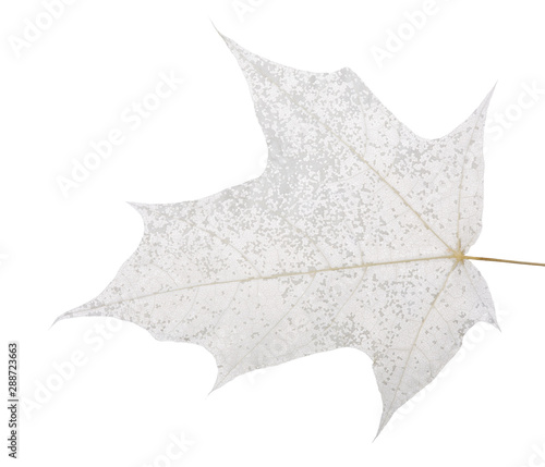 maple tree grey leaf skeleton on white