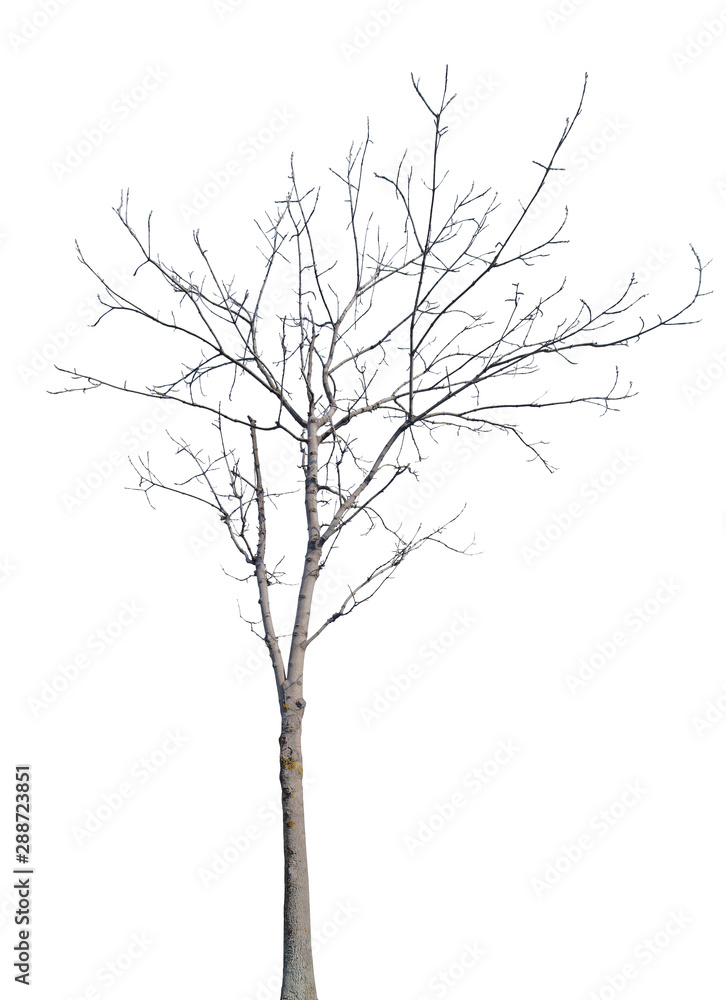 winter young tree with bare branches