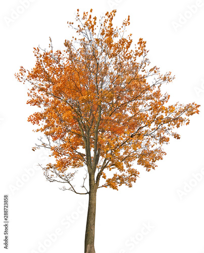 dark gold lush autumn maple isoalted on white
