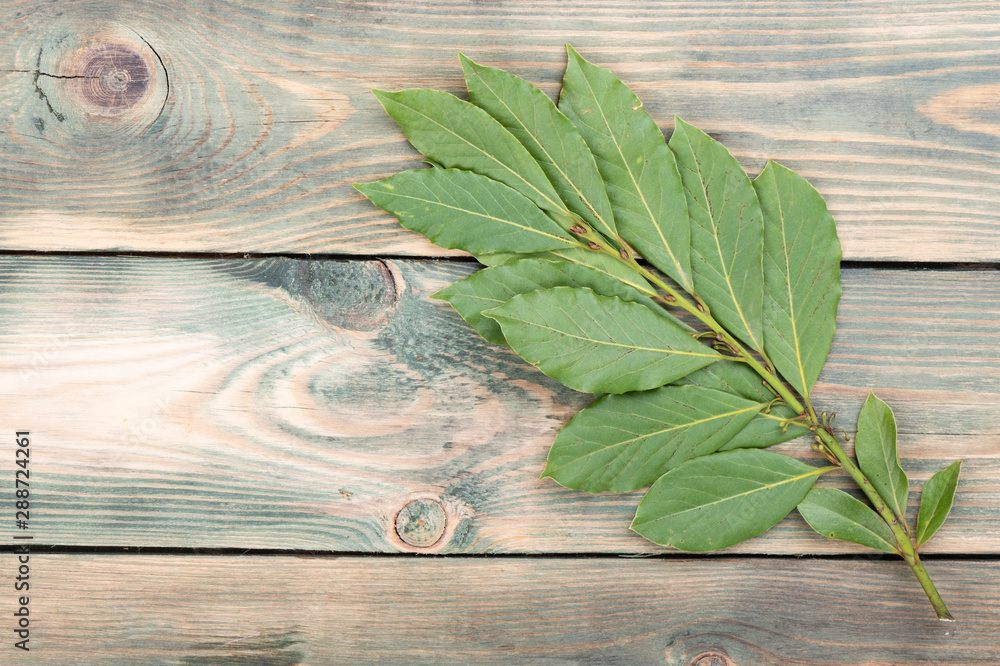 Obraz premium Sprig of laurel on a wooden background.