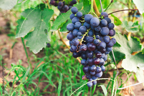 Black grape. Big bunch of fresh wine grapes. Concept of winemaking and harvesting season.