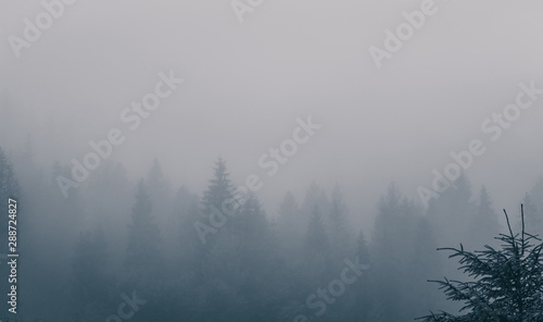 Foggy morning spruce forest at Carpathian mountains. Misty landscape with fir forest in hipster background style with copy space.