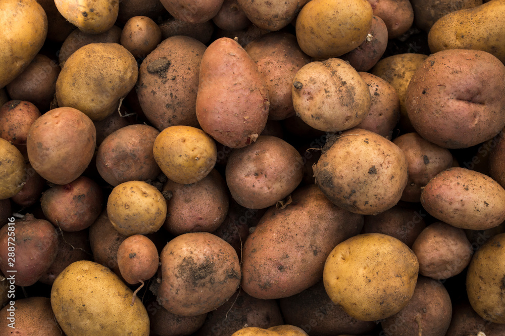 fresh organic potatoes in the field, closeup fresh organic potatoes in the field, closeup