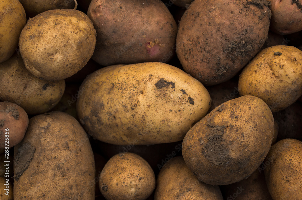 fresh organic potatoes in the field, closeup fresh organic potatoes in the field, closeup