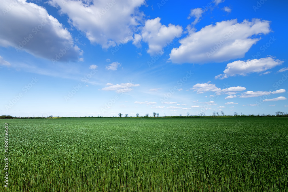 green young wheat field / bright Sunny day agriculture green young wheat field / bright Sunny day agriculture
