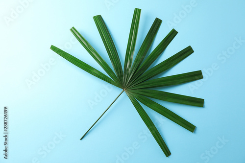 Green washingtonia leaves on blue background, space for text photo