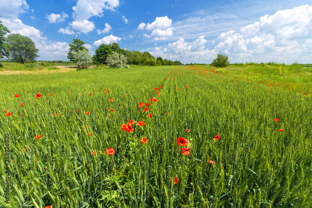 bright day red poppies on green field / wild flowers natural beauty