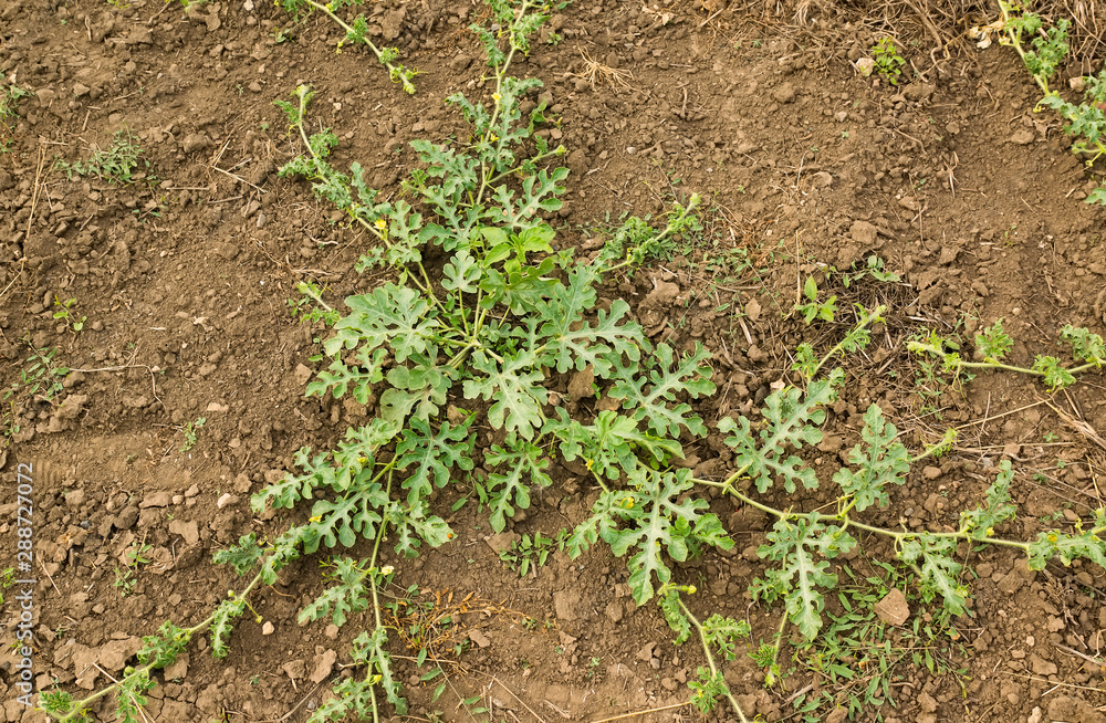 Obraz premium Summer garden watermelon