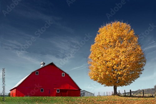 golden tree and red barn against blue sky