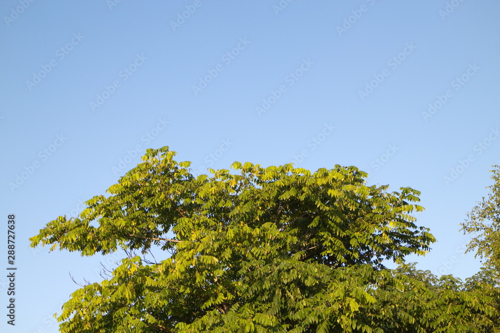 Top of the chestnut tree against the sky