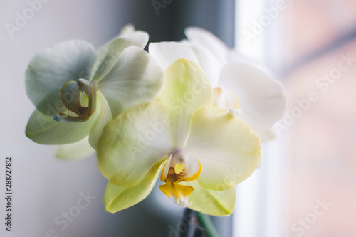 delicate lemon Orchid flowers with yellow center