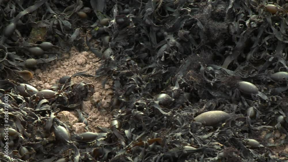 Handheld, panning, close up shot of black and rotten vegetation on soil. Handheld, panning, close up shot of black and rotten vegetation on soil.