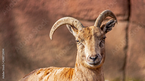 close-up portrait of a mountain goat making eye contact