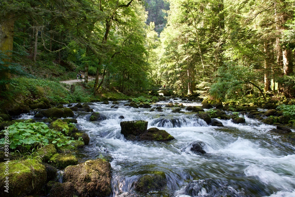 waterfall in forest