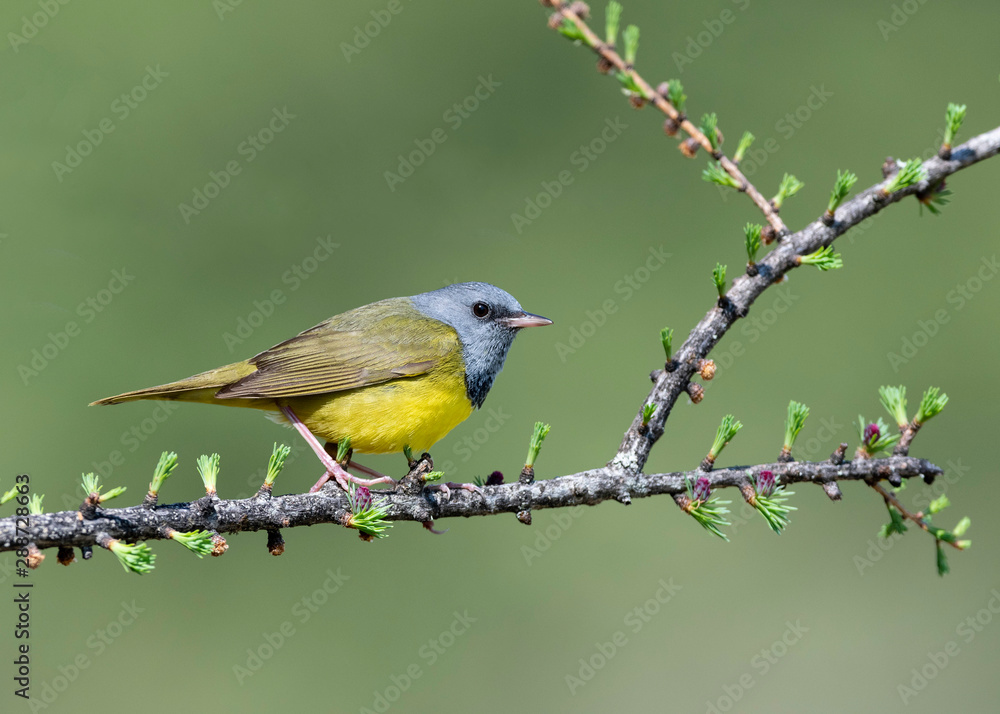 Mourning Warbler, on breeding territory in Northern Michigan