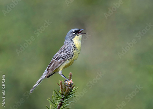 Kirtland Warbler on breeding Territory in Northern Michigan. 